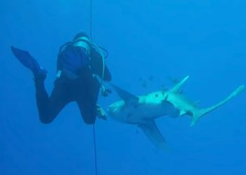 /VIDEO/UŽAS U CRVENOM MORU: Ronilac je ugledao neman i pokušao da pobegne, ALI AJKULA JE BILA BRŽA, ZARILA JE ZUBE U NJEGOVU BUTINU!