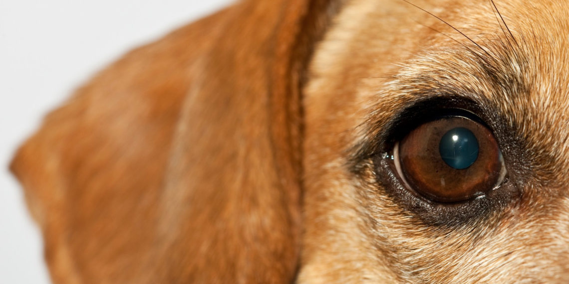 /FOTO/ ZVERI MEĐU NAMA: Zavezali nedužnog psa u vreću i bacili u more, OVO NE SME PROĆI NEKAŽNJENO!