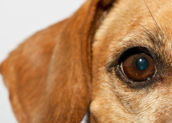 /FOTO/ ZVERI MEĐU NAMA: Zavezali nedužnog psa u vreću i bacili u more, OVO NE SME PROĆI NEKAŽNJENO!