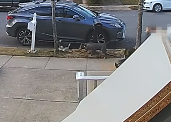 /UZNEMIRUJUĆI VIDEO/ PAKLENI PAS: Otrgao se sa lanca i malo kuče zgrabio za vrat, SVE JE BILO GOTOVO ZA 30 SEKUNDI!