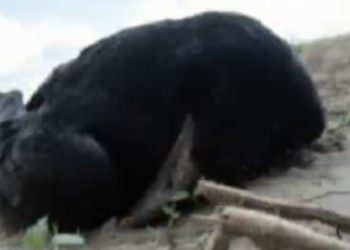 /VIDEO/ TUGA I BES: Otrovane ptice na njivi kod Novog Orahova, pronađen otrov “furadan”, VLASNIK NE ZNA NIŠTA O TOME?!