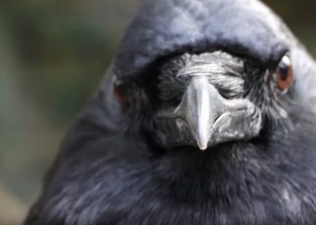 /VIDEO/NAPADI VRANA ŠIROM BEOGRADA: Ljudi beže glavom bez obzira, a neki kažu da je to normalno. EVO KAKO DA SE ODBRANITE!