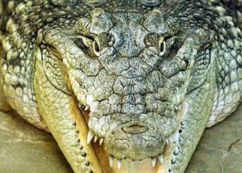 /FOTO/ REŠENA MISTERIJA CRNOGORSKOG KROKODILA: Prestravaljena gospođa požalila se medijima, EVO ŠTA SU O TOME REKLI STRUČNJACI!