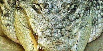 /FOTO/ REŠENA MISTERIJA CRNOGORSKOG KROKODILA: Prestravaljena gospođa požalila se medijima, EVO ŠTA SU O TOME REKLI STRUČNJACI!