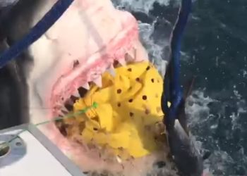 /VIDEO/ UŽAS USRED OKEANA: Ogromna bela ajkula pojela pecarošima mamac, ONI SKAMENJENI VRIŠTALI OD STRAHA!