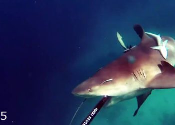 DA NIJE SNIMLJENO, NIKO U OVO NE BI POVEROVAO!