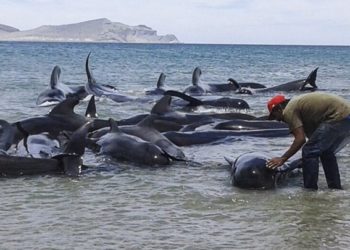 /VIDEO/ POMOR DELFINA U MEKSIČKOM ZALIVU: Broj uginulih TRI PUTA VEĆI OD PROSEKA i svi na koži imaju MISTERIOZNE RANE!