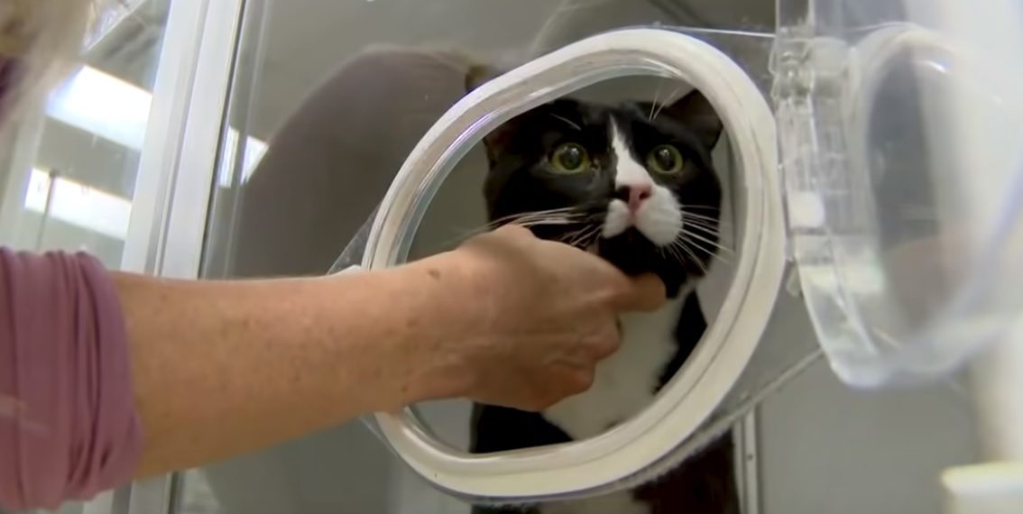 /VIDEO/ TEŠKA DRAMA MAČORA FELIKSA: Svuda je zabadao nos, tako se UŠUNJAO I U MAŠINU ZA VEŠ I PRAVO JE ČUDO DA JE SVE PREŽIVEO!