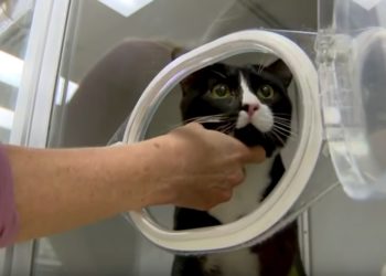 /VIDEO/ TEŠKA DRAMA MAČORA FELIKSA: Svuda je zabadao nos, tako se UŠUNJAO I U MAŠINU ZA VEŠ I PRAVO JE ČUDO DA JE SVE PREŽIVEO!