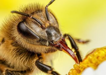 EKSTREMNO! MUTANT INSEKTI: Otkrivene pčele koje košnice prave od plastike!