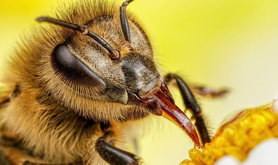 EKSTREMNO! MUTANT INSEKTI: Otkrivene pčele koje košnice prave od plastike!