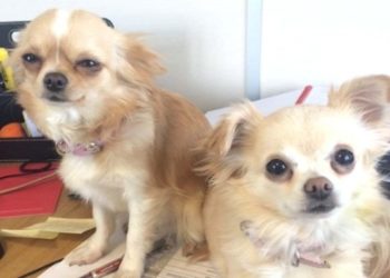 PAŽNJA! ČUVAJTE SVOJE LJUBIMCE: Lopovi vrebaju, krađa kuca i maca POSTALA UNOSAN BIZNIS!