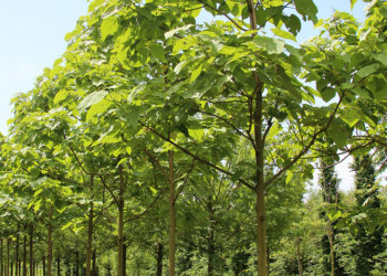 /VIDEO/ NE SLUŠAJTE ZLE JEZIKE: DRVO PAULOVNIJA DONOSI SREĆU BLAGOSTANJE I MIR PORODICI KOJA GA IMA!