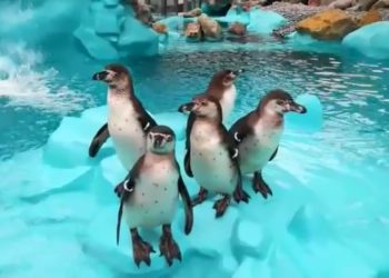 /VIDEO/ U BEOGRADSKI ZOO STIGLI PINGVINI: Živeće u savremenom pingvinarijumu, čija je izgradnja koštala 400.000 evra!