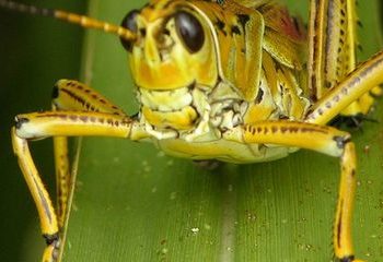 /VIDEO/POŠAST NA SARDINIJI: Milioni skakavaca uništavaju sve pred sobom, FARMERI NEMOĆNI!