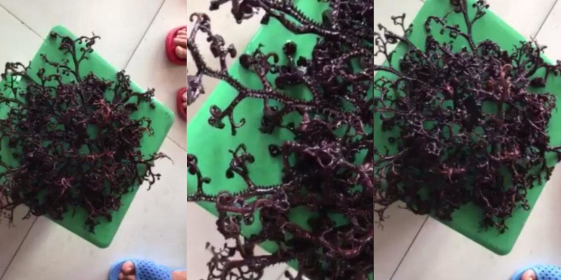 /VIDEO/ ŠOK NA PLAŽI U VIJETNAMU: Ribari pronašli misteriozno stvorenje, nisu znali da li je životinja, biljka, ili nešto treće SNIMAK IZAZVAO SENZACIJU NA INTERNETU!