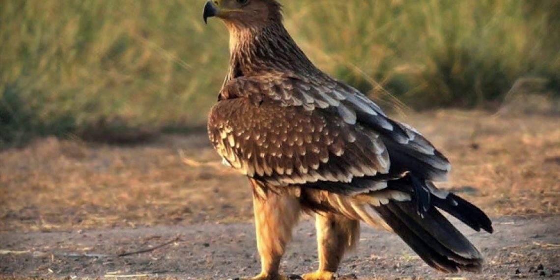 /VIDEO/ POLETEO SRPSKI ORAO KRSTAŠ: Mladunci poslednjeg preostalog para, izleteli iz gnezda, OVO JE PRVI PUT DA SU SNIMLJENI KAMEROM!