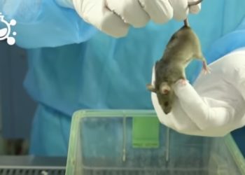 /VIDEO/ VELIČANSTVENI USPEH NAUČNIKA UNIVERZITETA BAZEL: Smrtonosne ćelije raka dojke u metastazi pretvorili u BEZOPASNO SALO