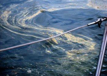 /VIDEO/ FEKALIJE  U JADRANSKOM MORU: Stručnjaci upozoravaju, ne idite u vodu, PRETI ZARAZA!