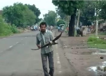 /VIDEO/ NA METI POBESNELIH PTICA: Šivu Kevata već tri godine na svakom mestu i u svako vreme NAPADAJU VRANE, EVO ZAŠTO