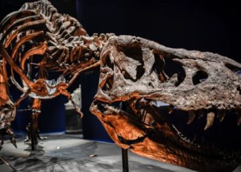 /VIDEO/ OVAKO JE IZGLEDAO DAN KADA SU UMRLI DINOSAURUSI: Naučnici uspeli da rekonstruišu najgori trenutak u istoriji Zemlje, SVEDOČANSTVO KATASTROFE NAŠLI NA DNU MEKSIČKOG ZALIVA