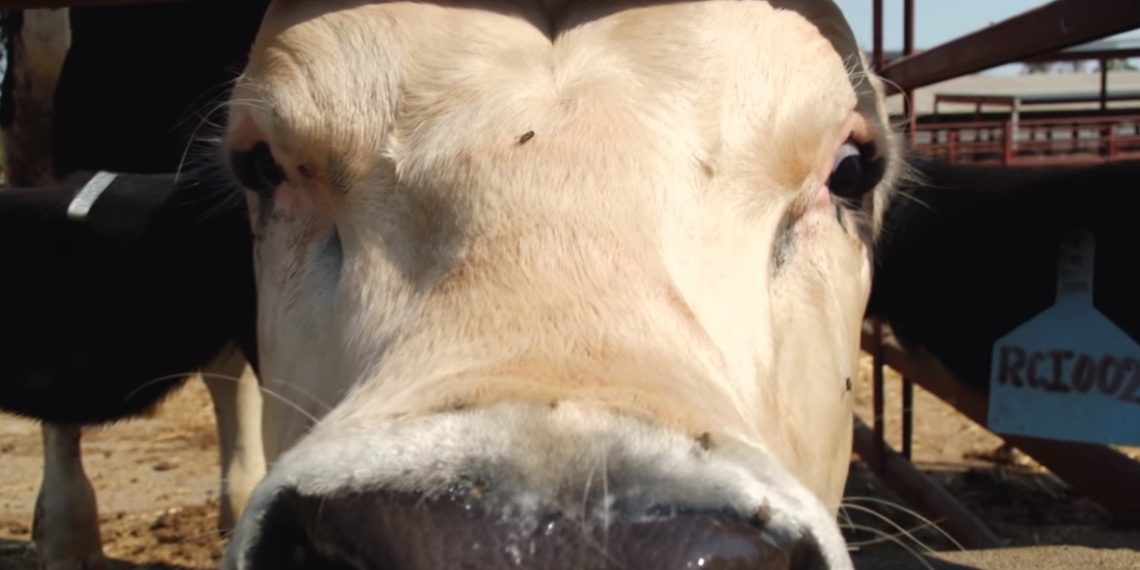 /VIDEO/ TUŽNO! BIKU PROMENILI LIČNI OPIS: Naučnici se hvale uspehom, genetskom manipulacijom STVORILI SU BIKA BEZ ROGOVA?!