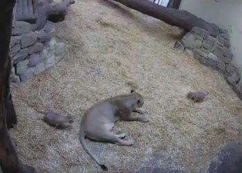 /VIDEO/ BU! GOTOVA SI: Pogledajte kako je mala lavica uplašila mamu, snimak postao viralan BRZINOM MUNJE!