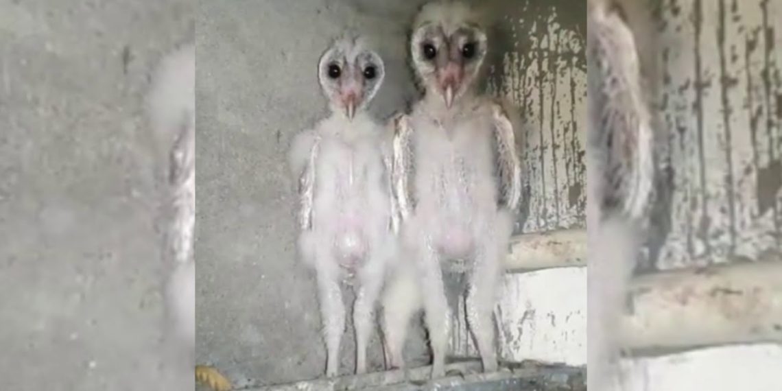 ŠOK! NEZVANI GOSTI NA TAVANU: Jeziva stvorenja gledala su pravo prema njemu, VANZEMALJCI SU MEĐU NAMA?!