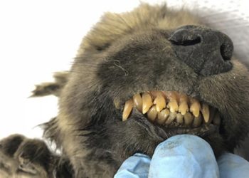 NEVEROVATNO OTKRIĆE: U permafrostu Istočnog Sibira pronađen DOGOR, izvanredno očuvano USNULO ŠTENE STARO 18.000 GODINA!