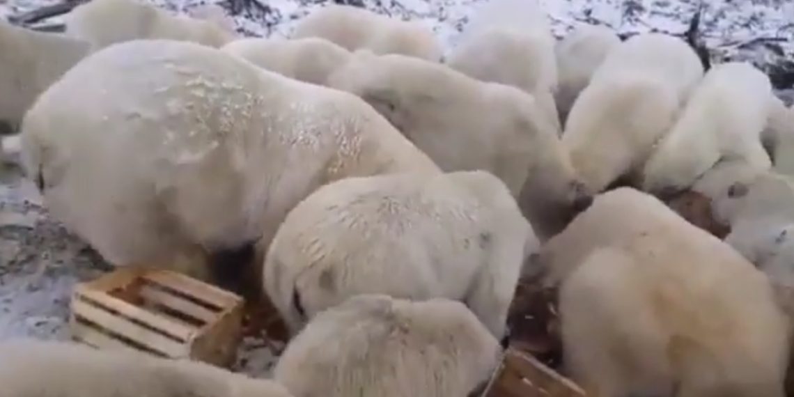 PAŽNJA POLARNI MEDVEDI GLADUJU: Gradić na dalekom severoistoku Rusije preplavljen izgladnelim zverima, NEMA ZIME NEMA LEDA, NEMA HRANE?!