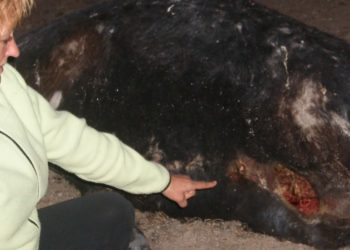 JEZIVA MISTERIJA KOJA JE NE PRESTAJE DA INTRIGIRA: Taman kada se na to zaboravilo, u Oregonu pronađena unakažena tela stoke BEZ IJEDNE KAPI KRVI?!