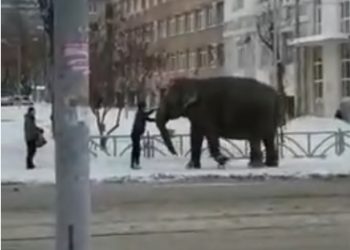 SLONOVI SE VALJALI PO SNEGU:Karla i Roni usred Jekaterinburga pobegli iz cirkusa i napravili lom!