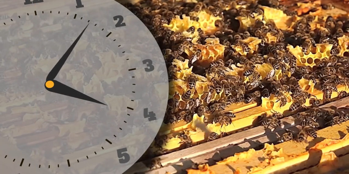 BEZ NJIH NEMA OPSTANKA: Nisu samo pčele vrsta koja ne sme da izumre, za očuvanje života na Zemlji KLJUČNO JE JOŠ SEDAM ŽIVOTNJISKIH VRSTA!