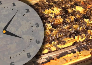 BEZ NJIH NEMA OPSTANKA: Nisu samo pčele vrsta koja ne sme da izumre, za očuvanje života na Zemlji KLJUČNO JE JOŠ SEDAM ŽIVOTNJISKIH VRSTA!