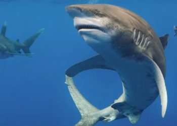 LOVAC POSTAO LOVINA: Ožiljci na ovoj ajkuli, tragovi borbe dve zveri su dokaz da fantom iz dubina nije mit DŽINOVSKO ČUDOVIŠTE POSTOJI!