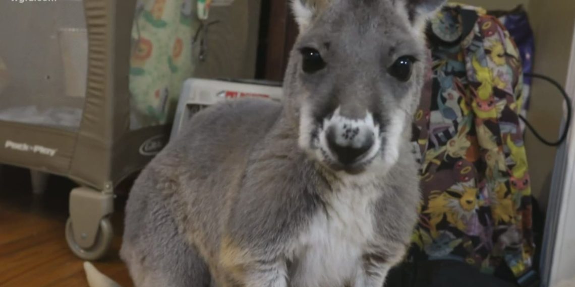 LUDNICA U BJELJINI, SVI TRAŽE KOKI KOLA: Sa ranča Tanasić iz Zoo vrta, pobegao kengur, gazda obećao nagradu pa ga JURI I STARO I MLADO
