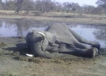 TUGA! NEŠTO JE UBILO TUCE MLADIH SLONOVA U ZIMBABVEU?! Čuvari odbaciju mogućnost masovnog trovanja cijanidom, PRST UPIRU PREMA NEPOZNATOJ SMRTONOSNOJ BAKTERIJI?!