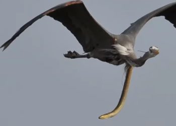 BORBA NA ŽIVOT I SMRT U VAZDUHU: Čaplja je u trenu progutala jegulju, ali joj je preseo zalogaj, IZ NJENOG TELA GMAZ JE PROGRIZAO PUT!