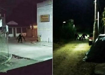 MAJMUNOLIKA ZVER UOČENA U BRAZILU! Stanovnike ostrva Itapariki usred policijskog časa prestravile fotografije NEOBIČNIH BIĆA koja noću lutaju PUSTIM ULICAMA?!