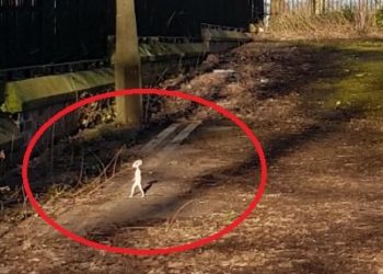 ŠOK! FOTOGRAFISALA VANZEMALJCA USRED DANA! Melisa je šetala parkom i slikala sve što je stigla, ali kada je došla kući NIJE MOGLA DA VERUJE, ŠTA JOJ JE UŠETALO U KADAR!