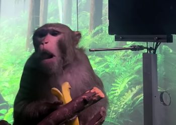MAJMUN RADI ONO ŠTO MAJMUN VIDI! Kompanija Ilona Maska “Neuralink” ugradila mu čip u mozak, sada je u stanju da VIDEO IGRU POKREĆE MISLIMA?!