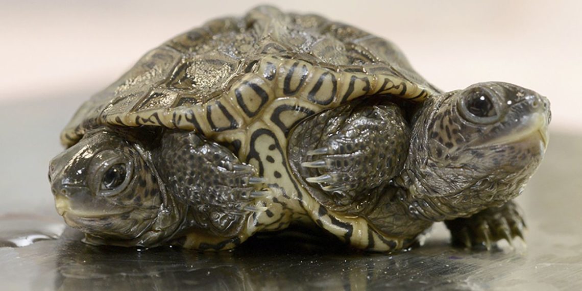 DVOGLAVA KORNJAČA SA ŠEST NOGU DOBILA DOM! Iako ovakvi primerci ne žive dugo svi su optimisti. Kornjačica svakog dana jede, pliva i dobija na težini SADA IMA I IME, ODNOSNO DVA IMENA