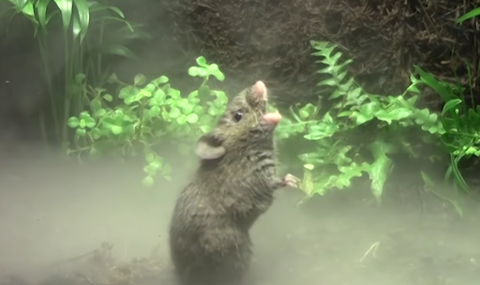 ČUDO PRIRODE, OVAJ MIŠ ZNA DA PEVA! Glodar iz Srednje Amerike poseduje neverovatne glasovne sposobnosti, OČARAĆE VAS NJEGOVA PESMA!