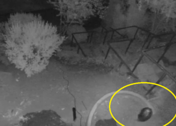 NADZORNA KAMERA SNIMILA NEPOZNATO STVORENJE! Za ovo dlakavo čudo(vište) iz mraka nema dobrog objašnjenja, liči na patuljka iz bajki ili tvora koji se sprema…