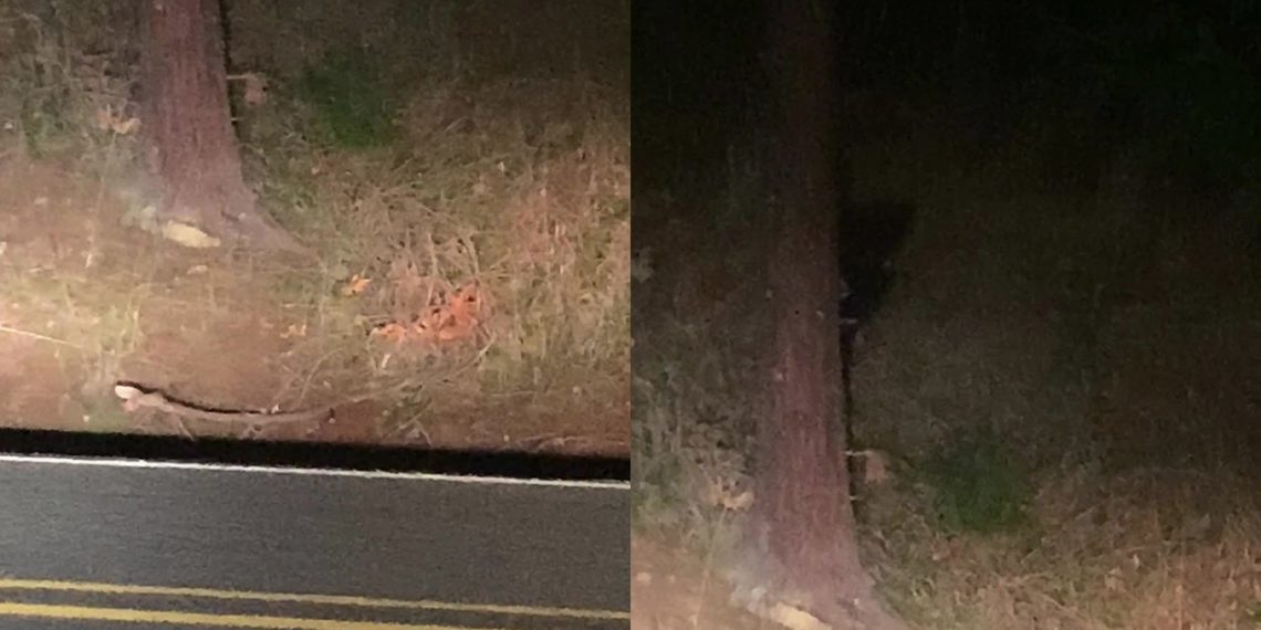 MISTERIOZNO STVORENJE IZA STABLA?! Baka je zaključavala vrata, kada je njena unuka počela u panici da vršiti NEŠTO IH JE VREBALO IZ U MRAKA?!