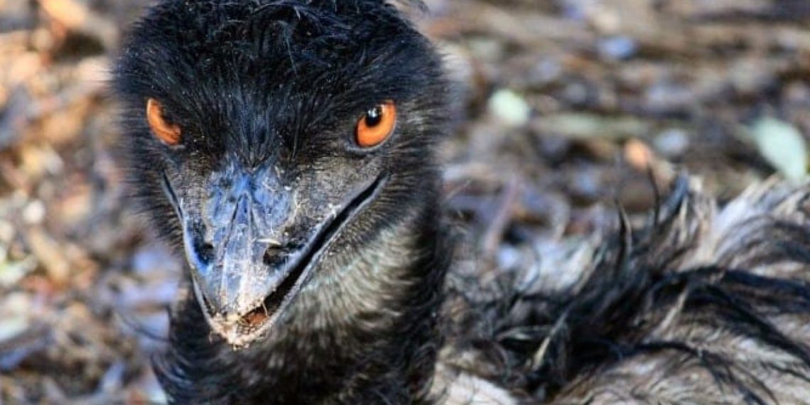 AUSTRALIJA NIJE SMELA DA IZGUBI RAT PROTIV TAKO STRAŠNOG NEPRIJATELJA! Zbog poraza s početka kampanje Oziji su bili izvrgnuti podsmehu, onda je USLEDILA KRVAVA OSVETA
