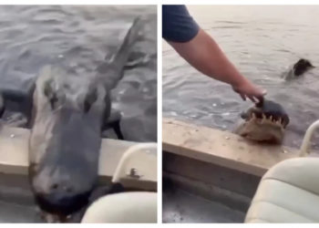VELIKI ALIGATOR SKOČIO NA BROD I NASRNUO NA PORODICU! Evo kako su u jezivom trenutku uspeli da se odbrane