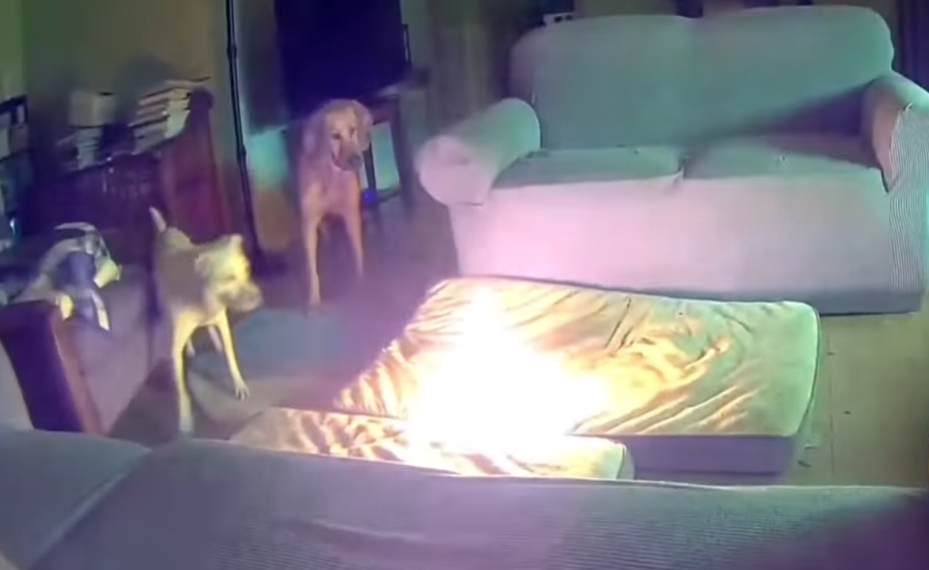 VLASNICI OPREZ! Pas žvakao litijumsku bateriju i izazvao požar, u kući je nastao OPŠTI HAOS (VIDEO)