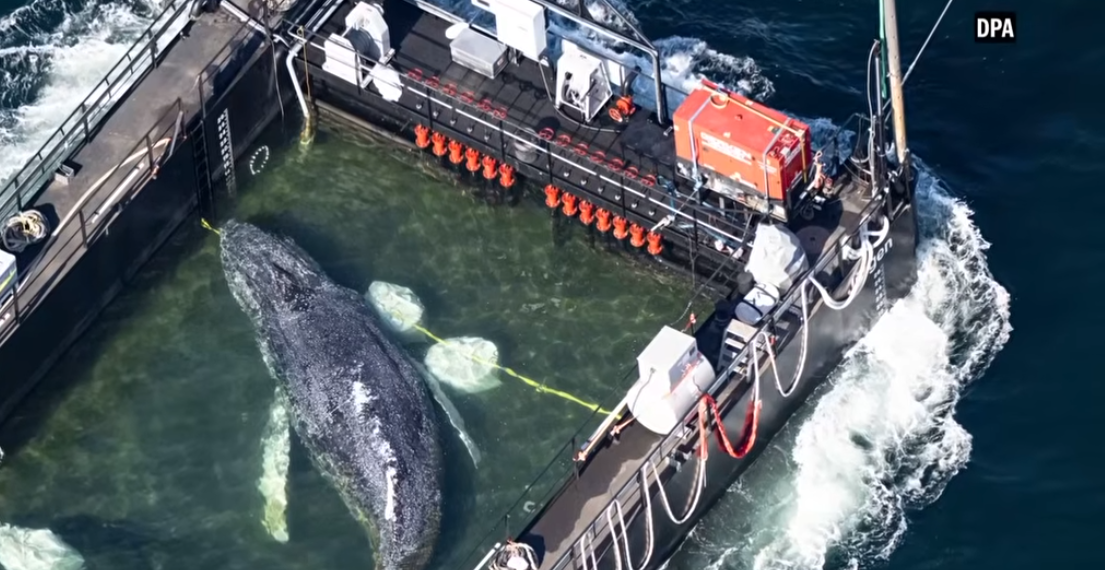 ODISEJA GRBAVOG KITA TIMI! U složenoj spasilačkoj operaciji kroz Baltičko more putuje do Severnog mora, EVO KAKO (VIDEO)