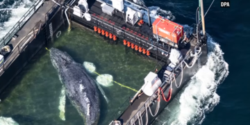 ODISEJA GRBAVOG KITA TIMI! U složenoj spasilačkoj operaciji kroz Baltičko more putuje do Severnog mora, EVO KAKO (VIDEO)